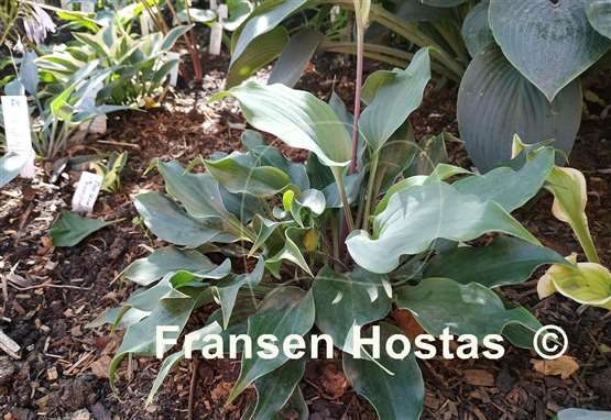 Hosta Twist Tie